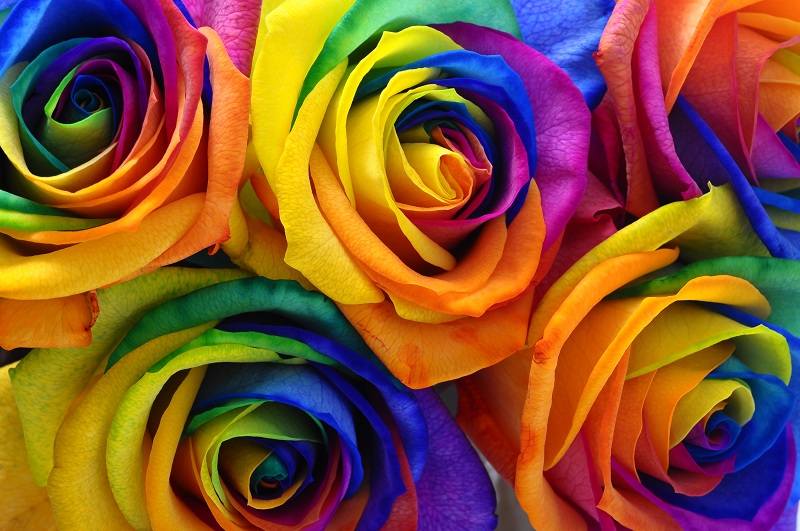 Fleurs-et-couleurs